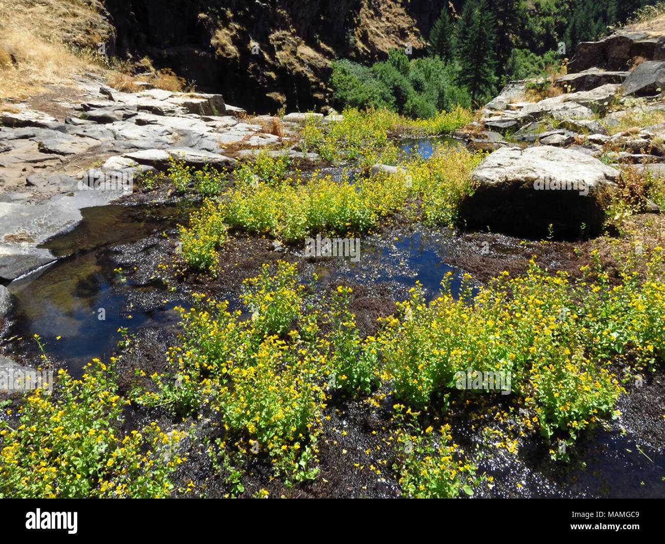Mt Adams Wilderness in WA Stock Photo - Alamy