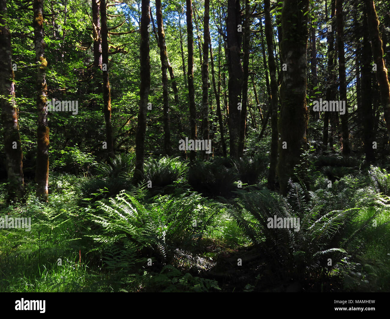 Trees and Forest at Mt St Helens NM in Washington Stock Photo - Alamy