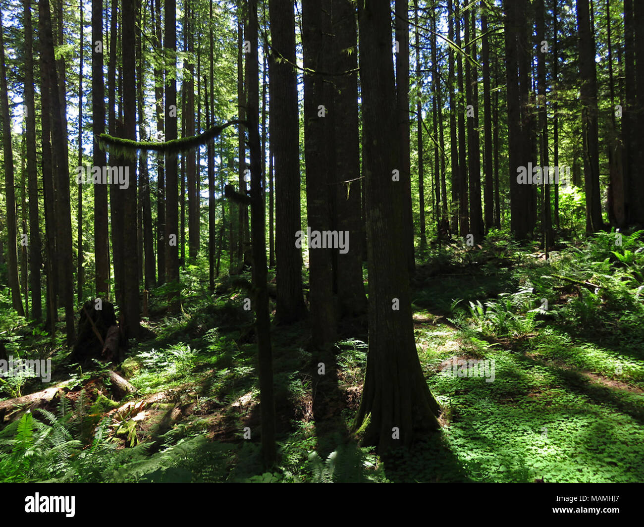 Larch Mountain in Oregon Stock Photo Alamy