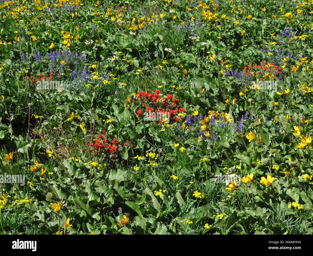 Wildflowers on Dog Mountain Trail in Washington Stock Photo Alamy