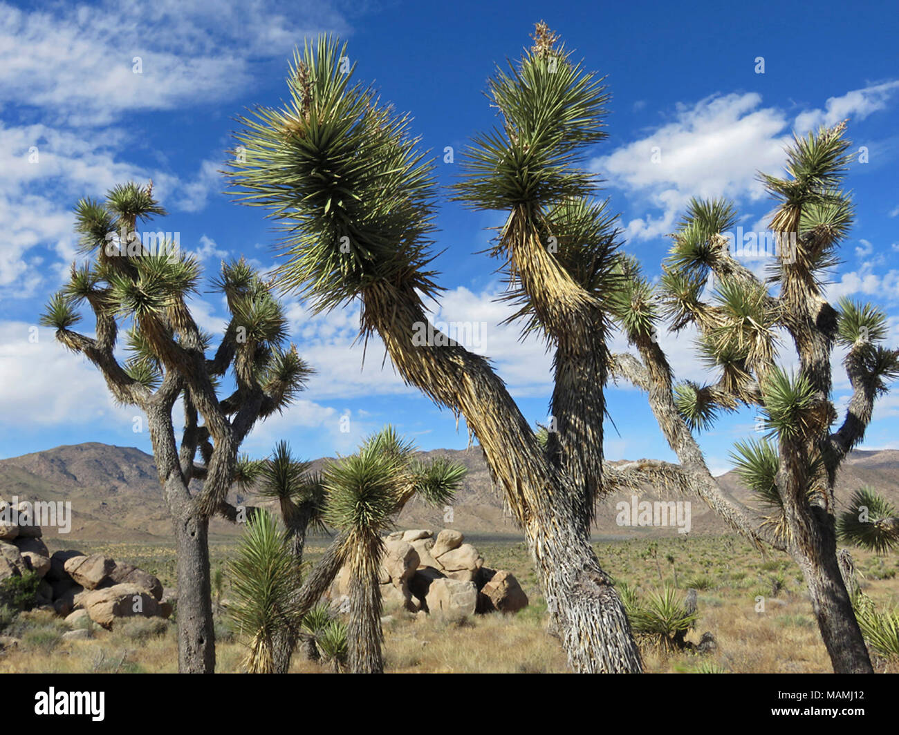 Np Tree Joshua Tree NP in California Stock Photo - Alamy