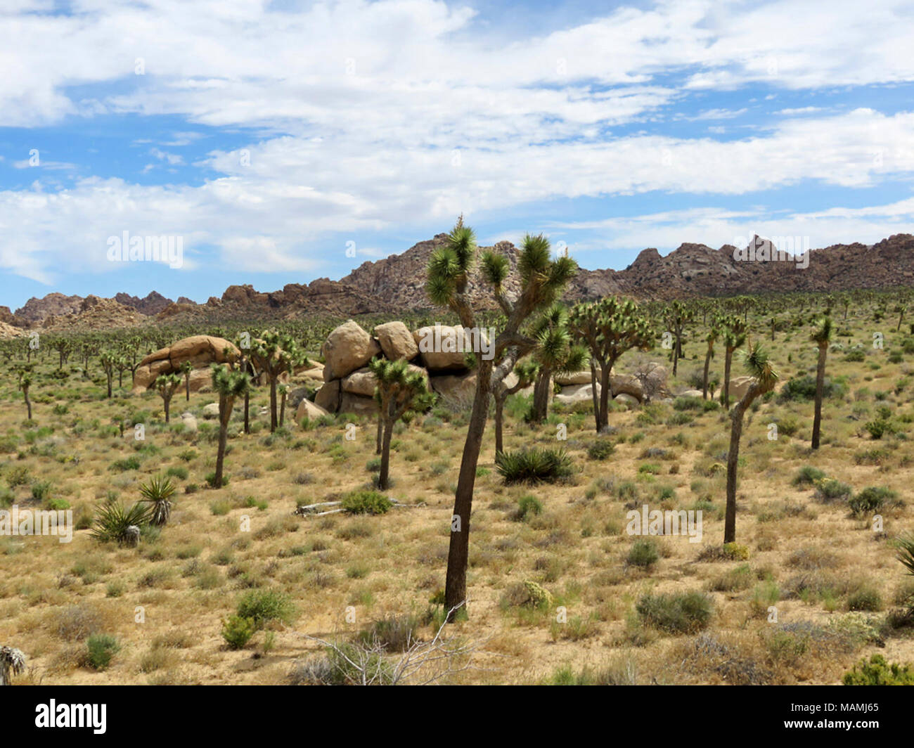 Np Tree Joshua Tree NP in California Stock Photo - Alamy