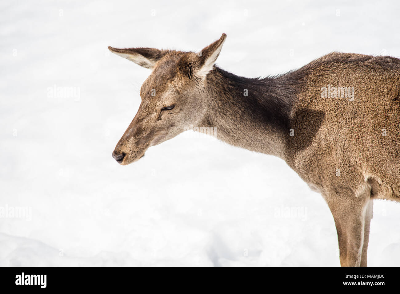 Female deer head and shoulders isolated on white snow on winter Stock Photo
