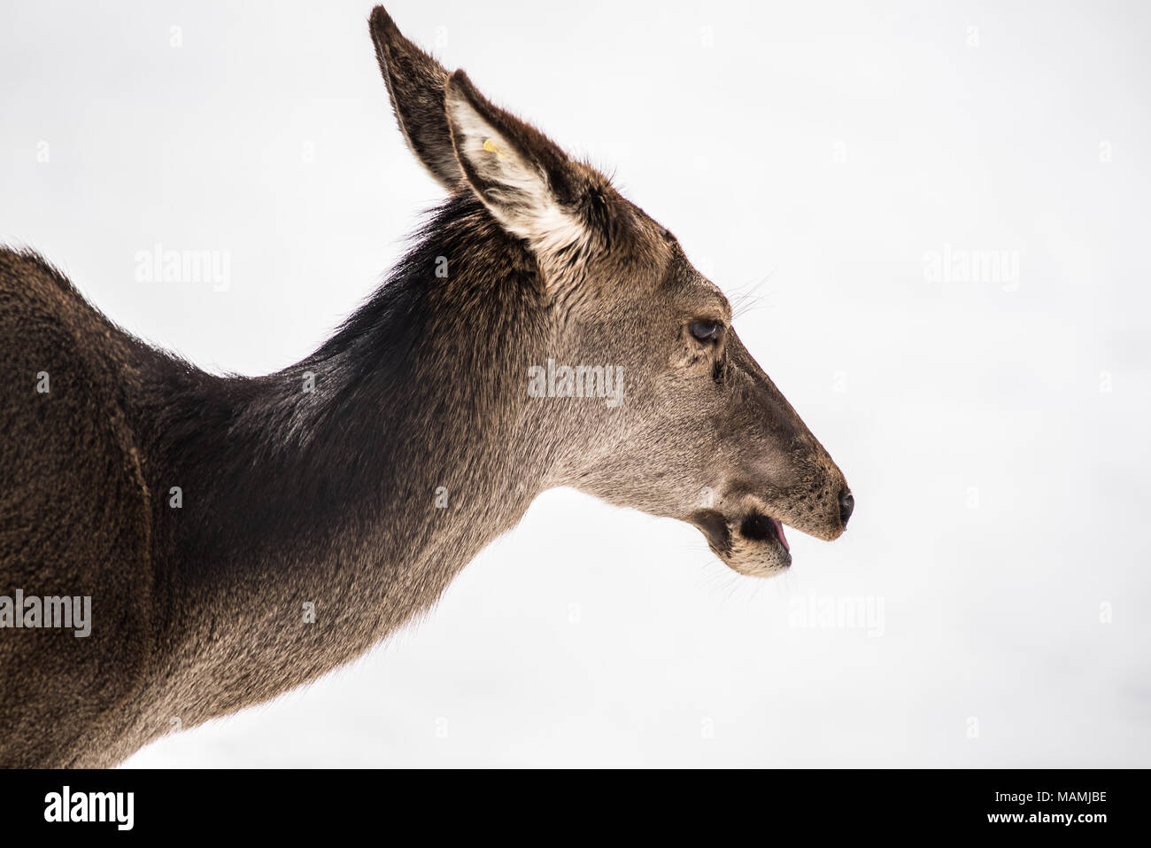 Female deer head and shoulders isolated on white snow on winter Stock Photo