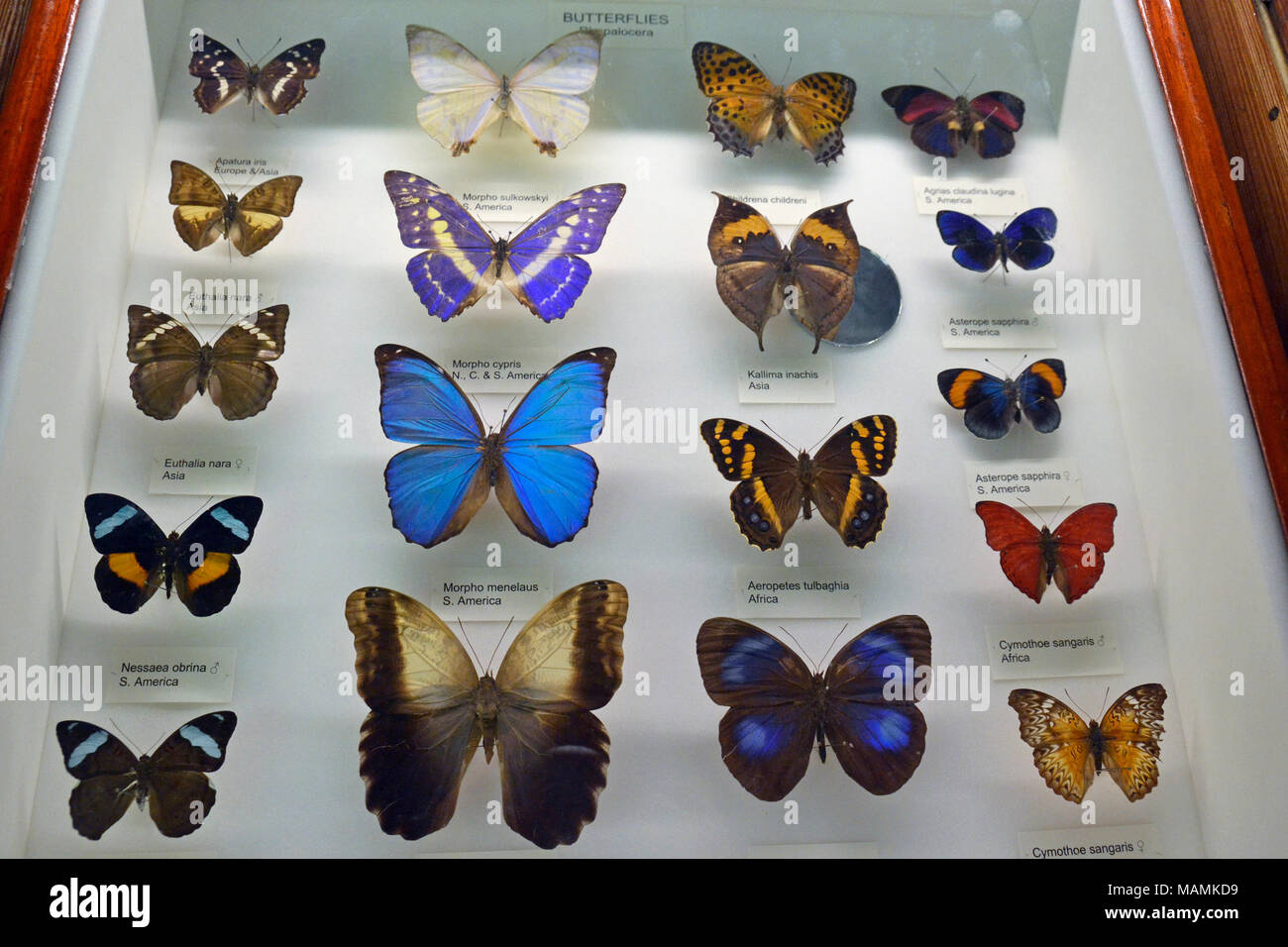 Butterfly display cabinet at the Natural History Museum at Tring, UK. Stock Photo