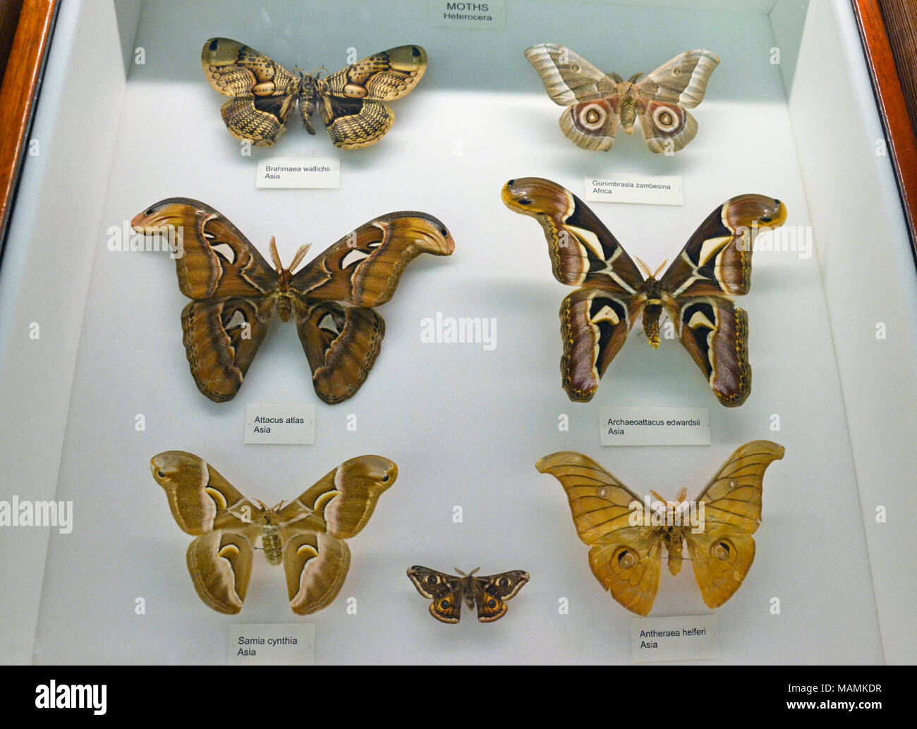 Moth display cabinet at the Natural History Museum at Tring, UK. Stock Photo