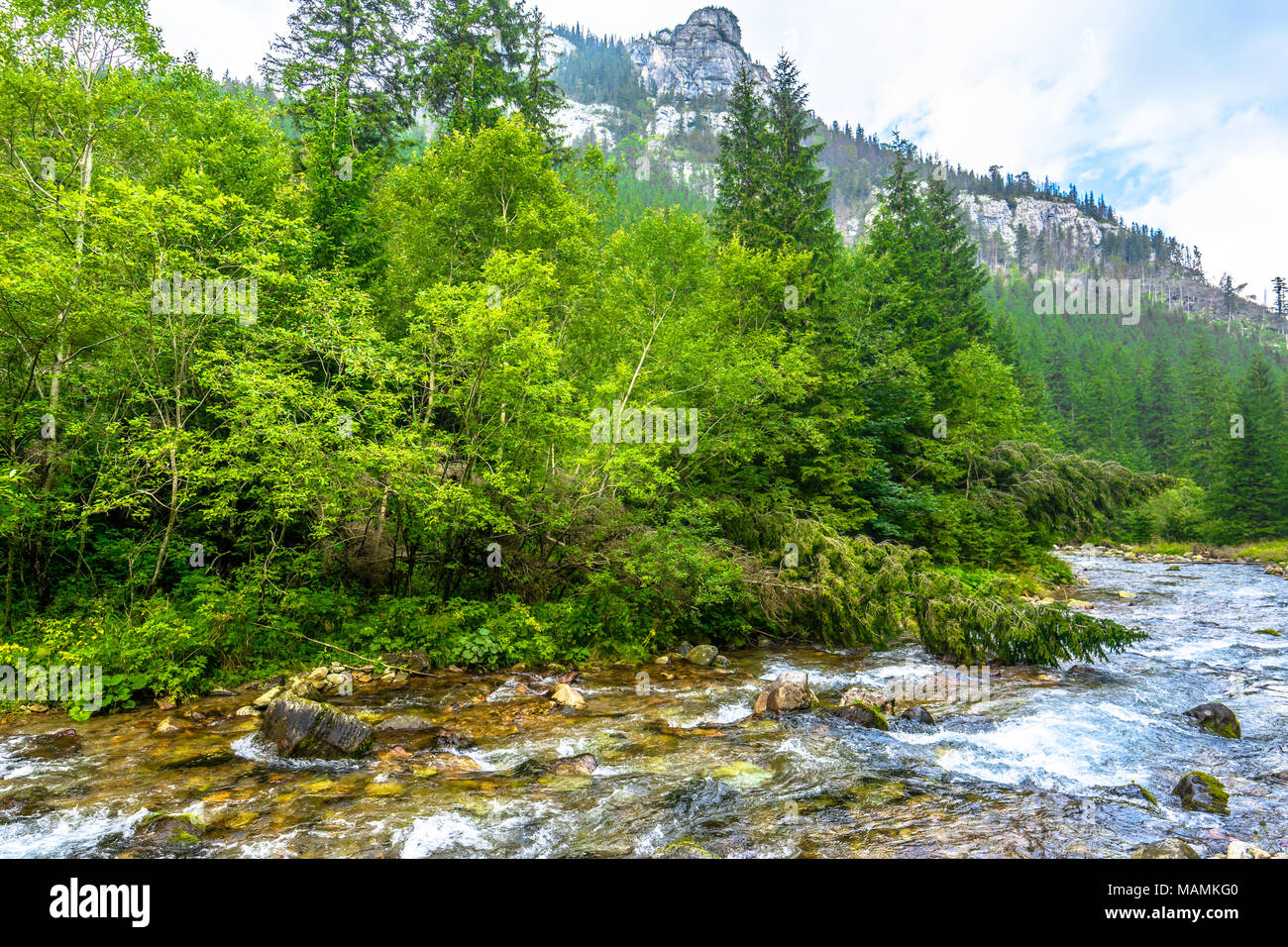 Landscape of mountain river in the forest or stream in mountains ...
