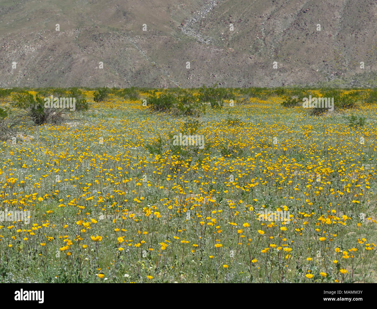 Henderson Canyon with Wildflowers at Anza-Borrego Desert SP in CA Stock ...