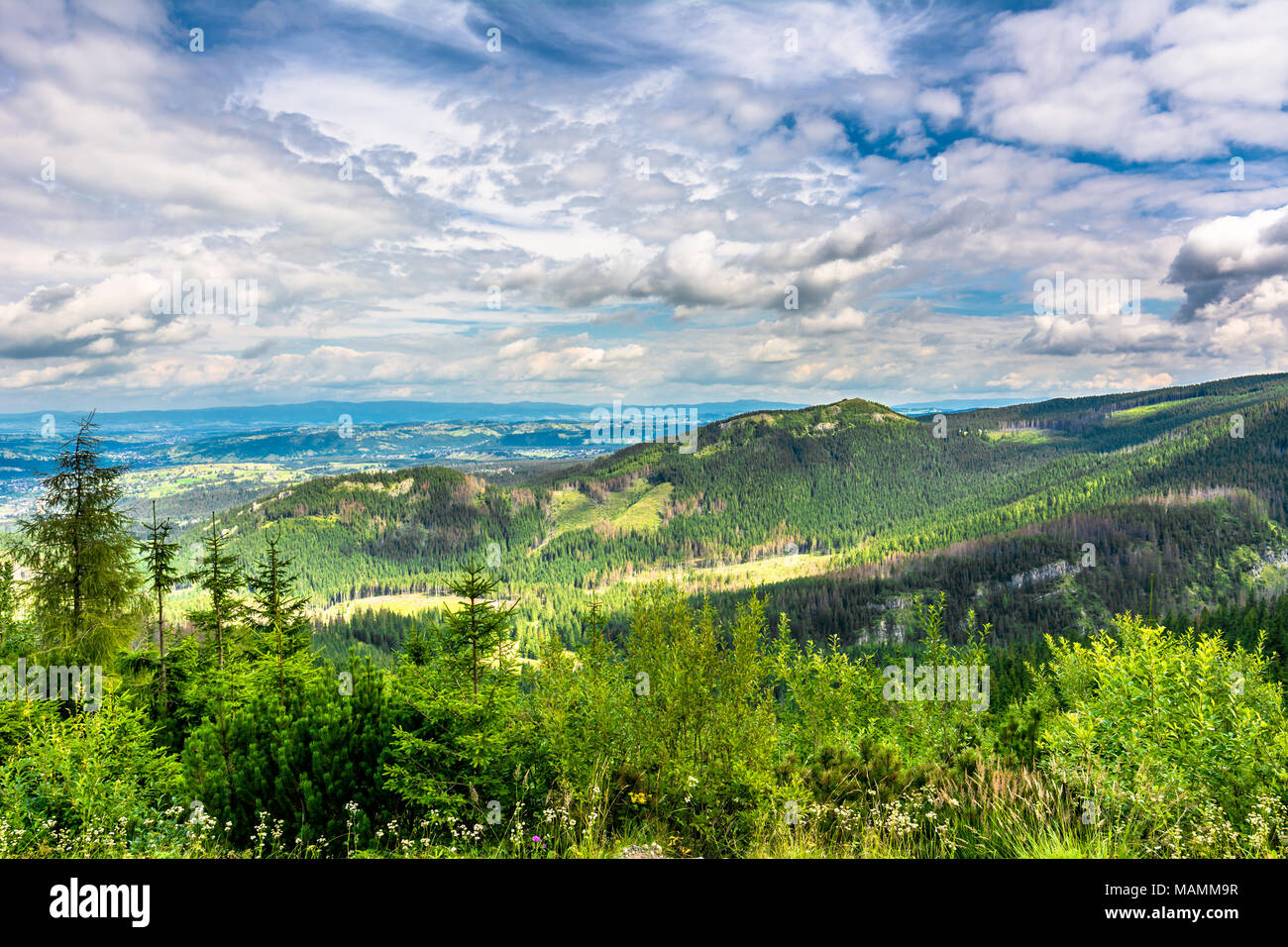 Pine forest in zakopane hi-res stock photography and images - Alamy