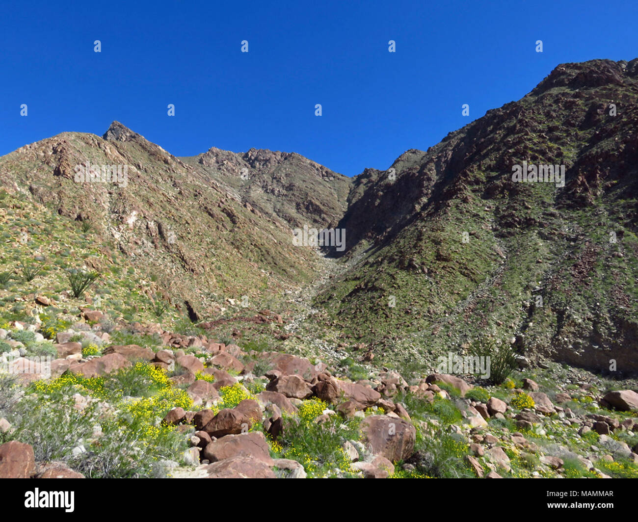 Wildflowers at Anza-Borrego Desert SP in CA Stock Photo