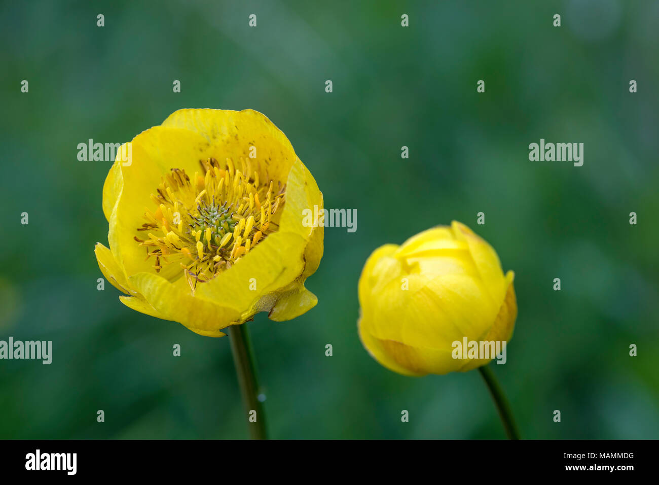 Globeflower; Trollius europaeus  Flowering Cumbria; UK Stock Photo