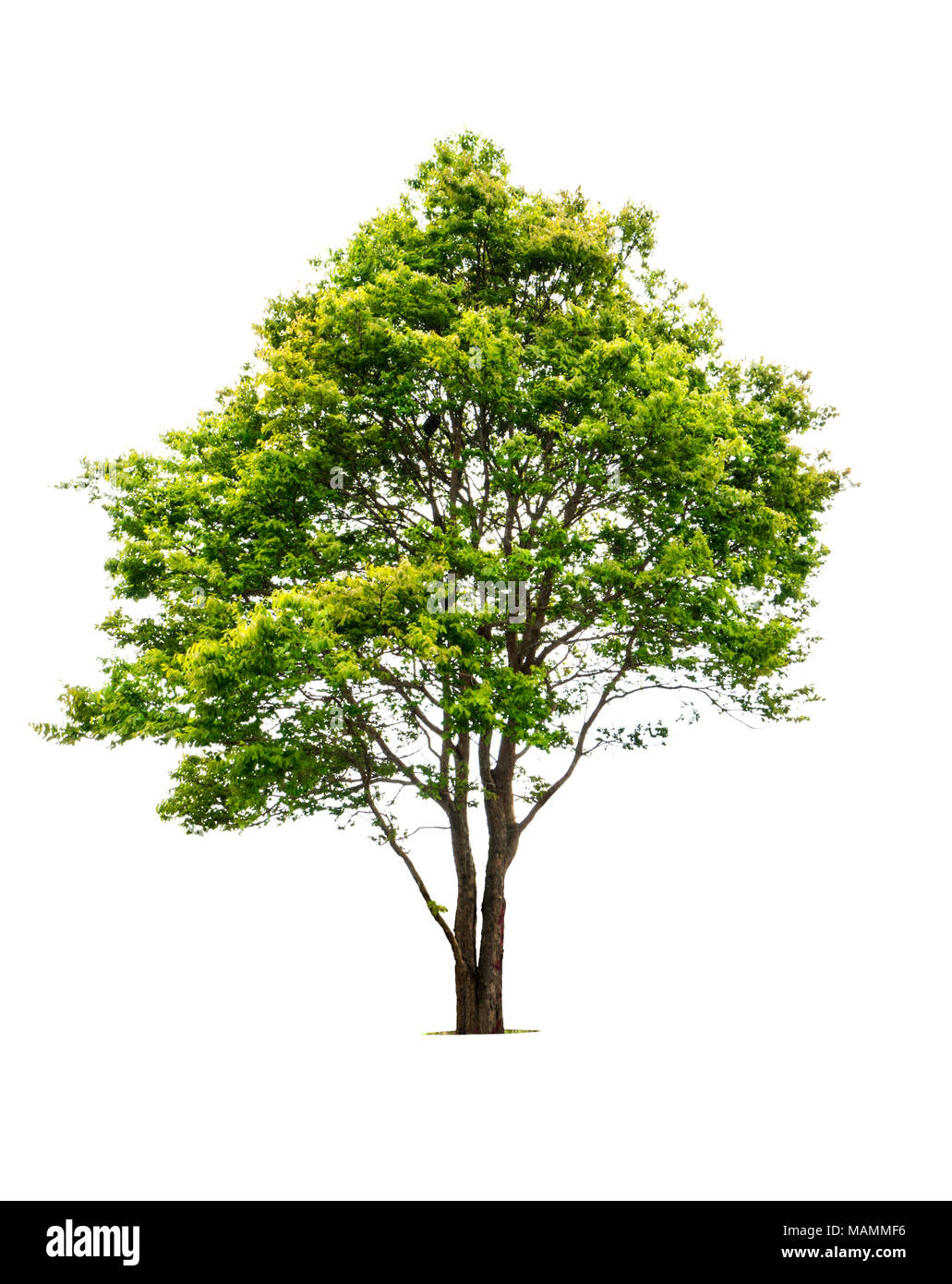 Fresh green deciduous trees isolated on white background with copy space Stock Photo