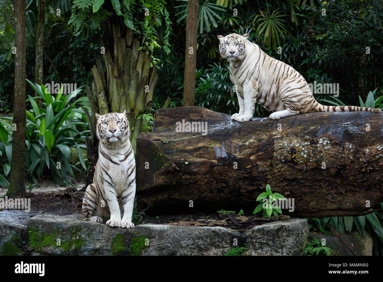 Two tigers in a jungle. A pair of white Bengal tigers over natural