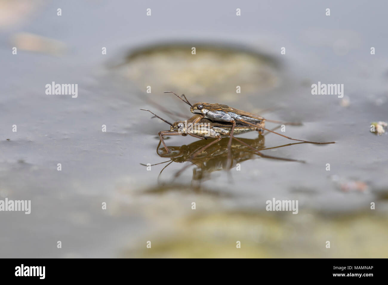 Pond Skaters; Paired; Cornwall; UK Stock Photo Alamy