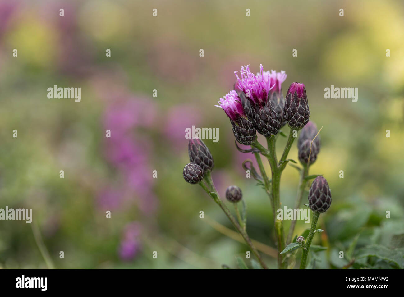 Saw Wort; Serratula tinctoria Flowering Cornwall; UK Stock Photo