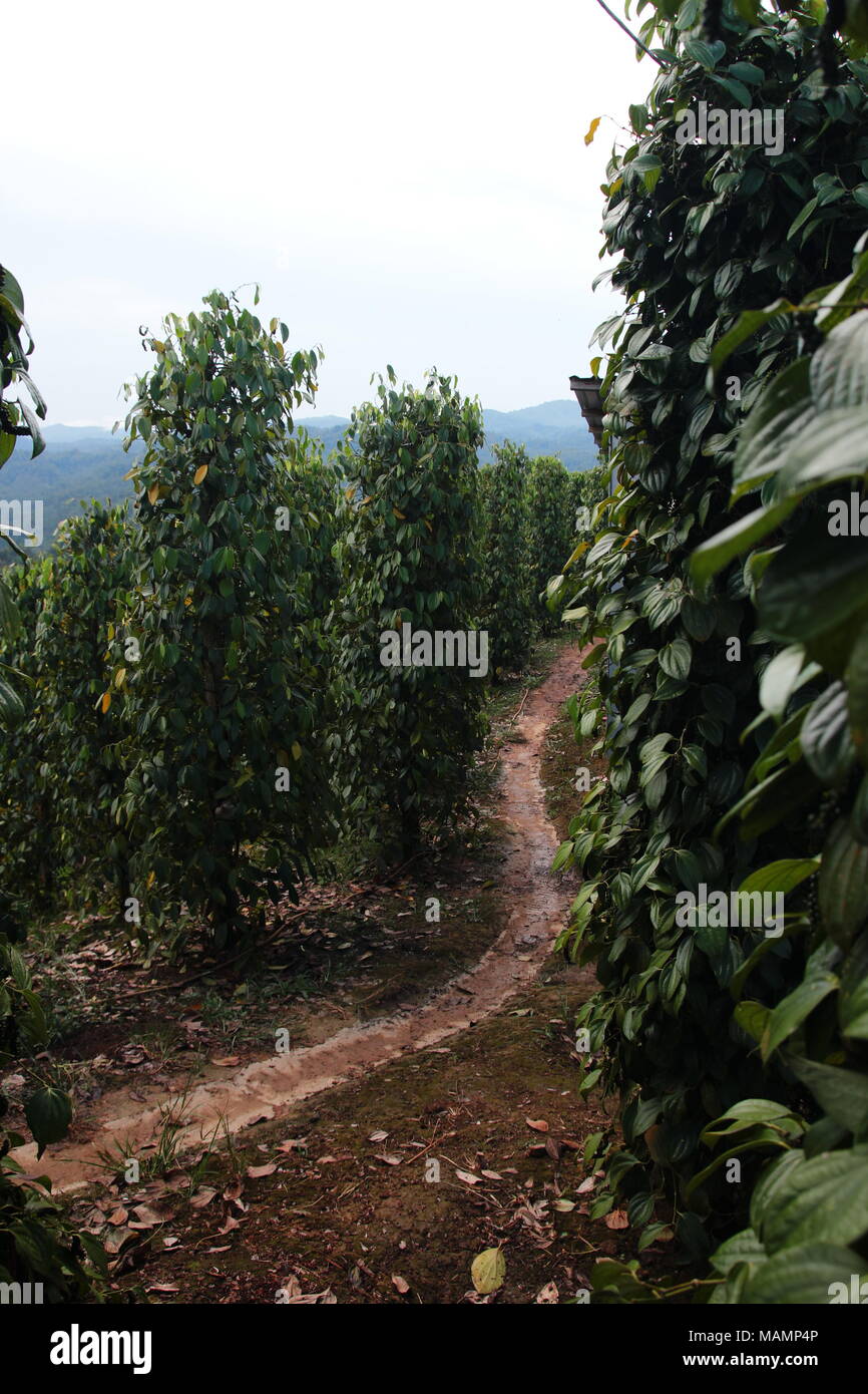 Best Smoked Whole Black Peppercorns, Malaysia, Sarawak, 47 OFF