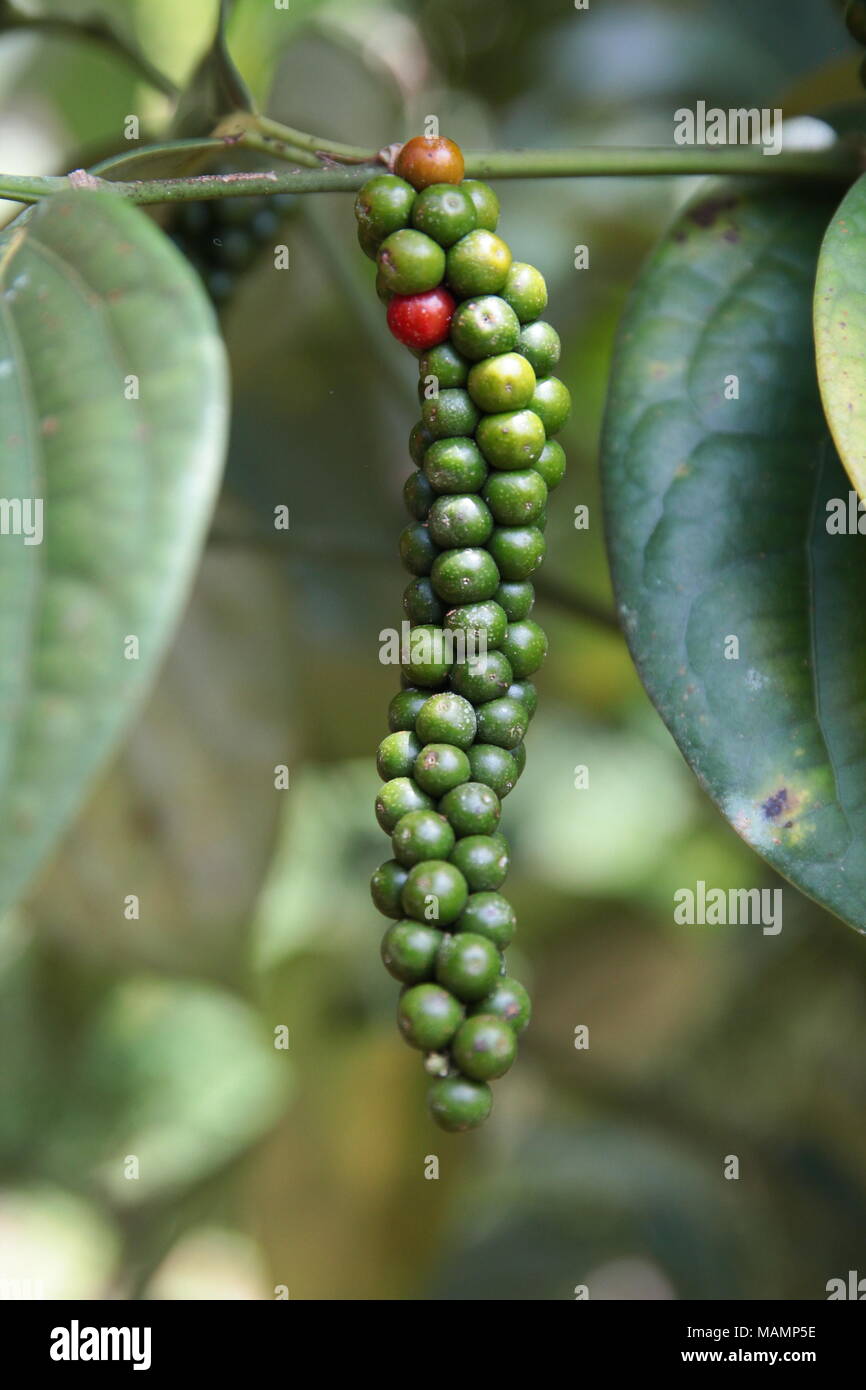 Peppercorn tree hires stock photography and images Alamy