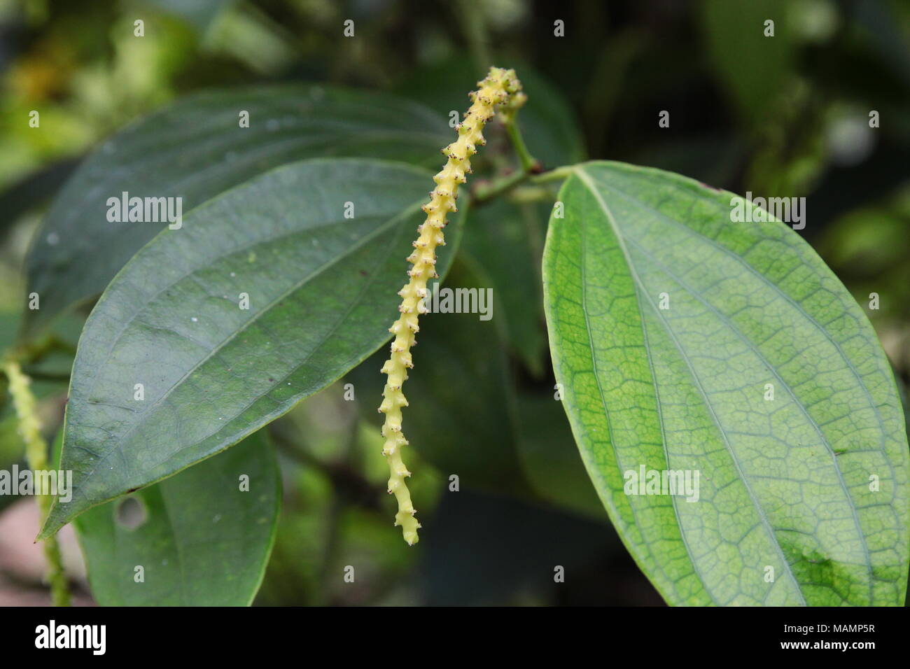 Close-up of fresh live Piper nigrum peppercorns (Black Pepper) flower on its tree. Piper nigrum is a flowering vine in the family Piperaceae. Stock Photo