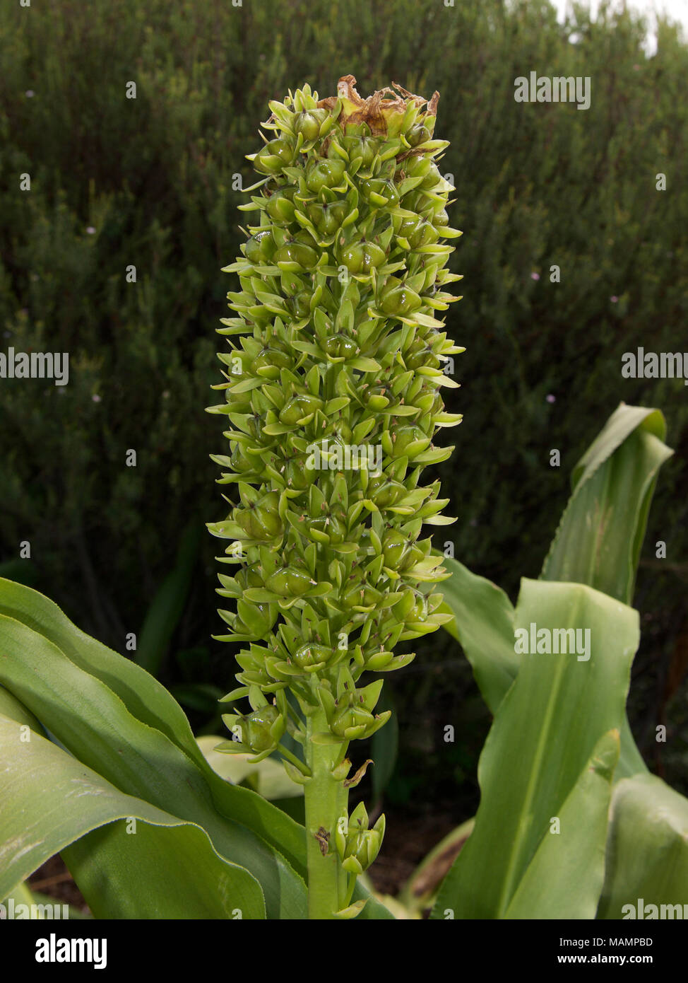 Eucomis pallidiflora Giant Pineapple Flower, Giant Pineapple Lily, Asparagaceae in seed, in South Africa Stock Photo