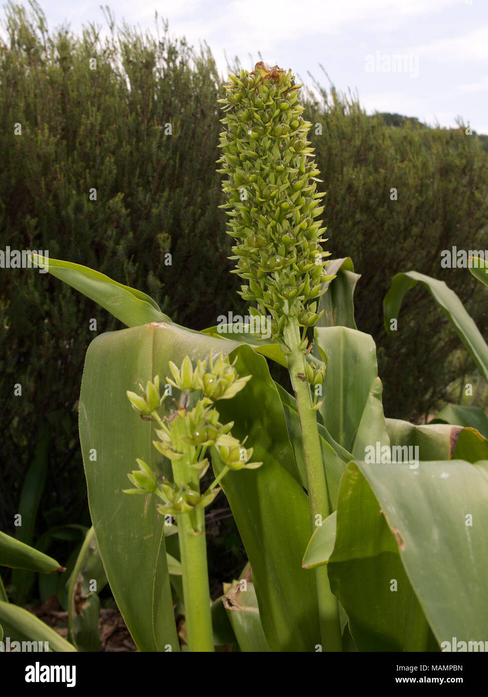 Eucomis pallidiflora Giant Pineapple Flower, Giant Pineapple Lily, Asparagaceae in seed, in South Africa Stock Photo