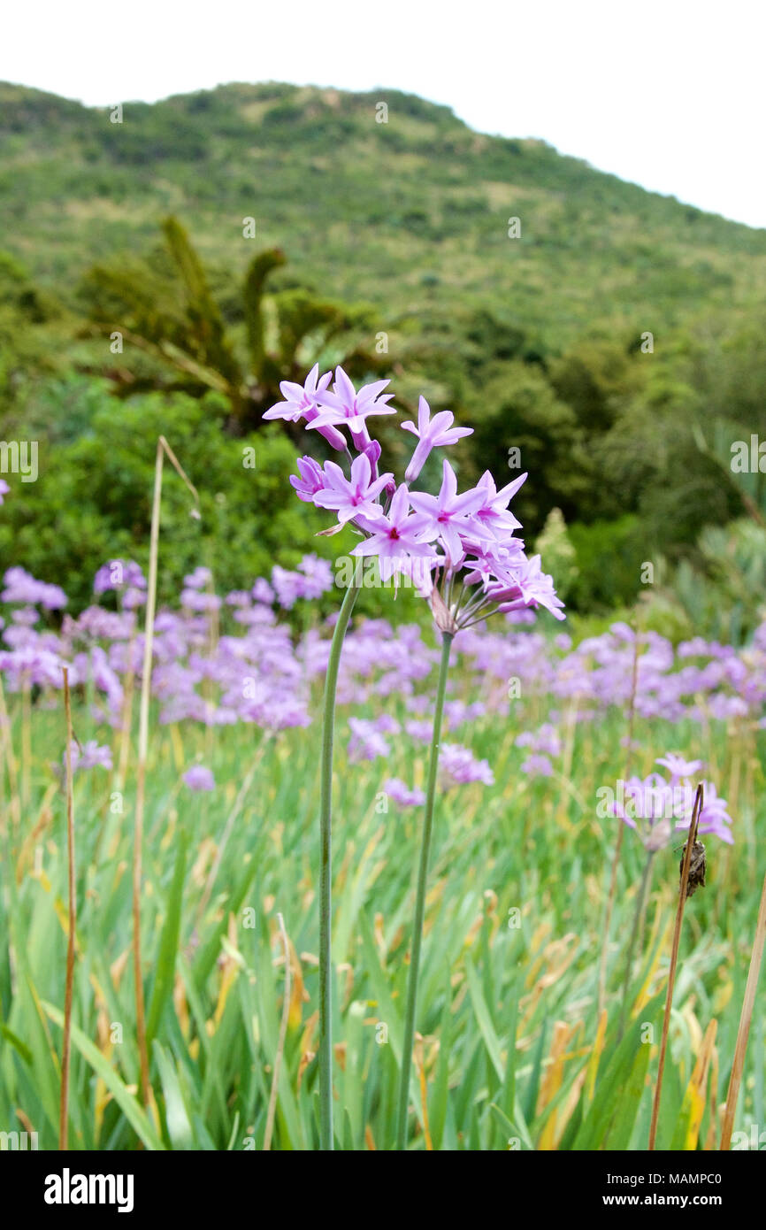 Tulbaghia violacea Society Garlic Alliaceae growing in Kwa Zula Natal, South Africa Stock Photo