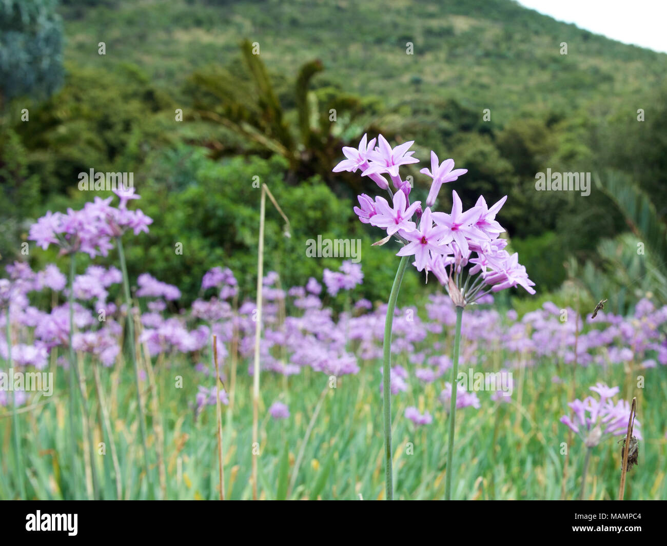 Tulbaghia violacea Society Garlic Alliaceae growing in Kwa Zula Natal, South Africa Stock Photo