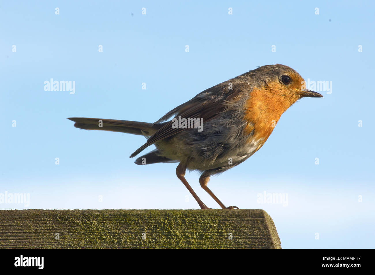 Rotkehlchen Stock Photo