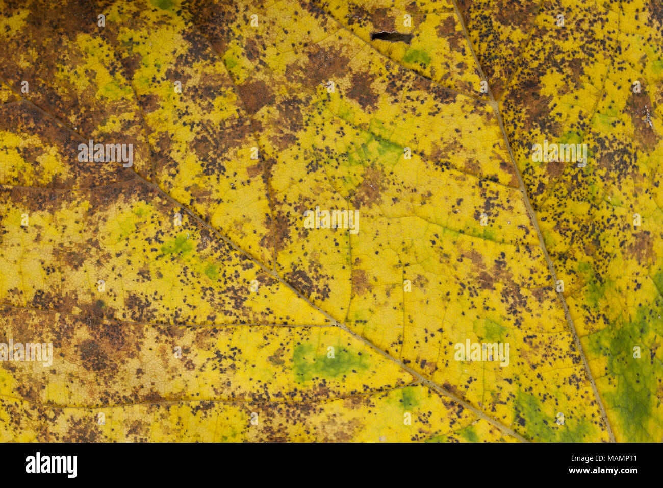 eaf texture macro close up, leaf texture for pattern and background ...