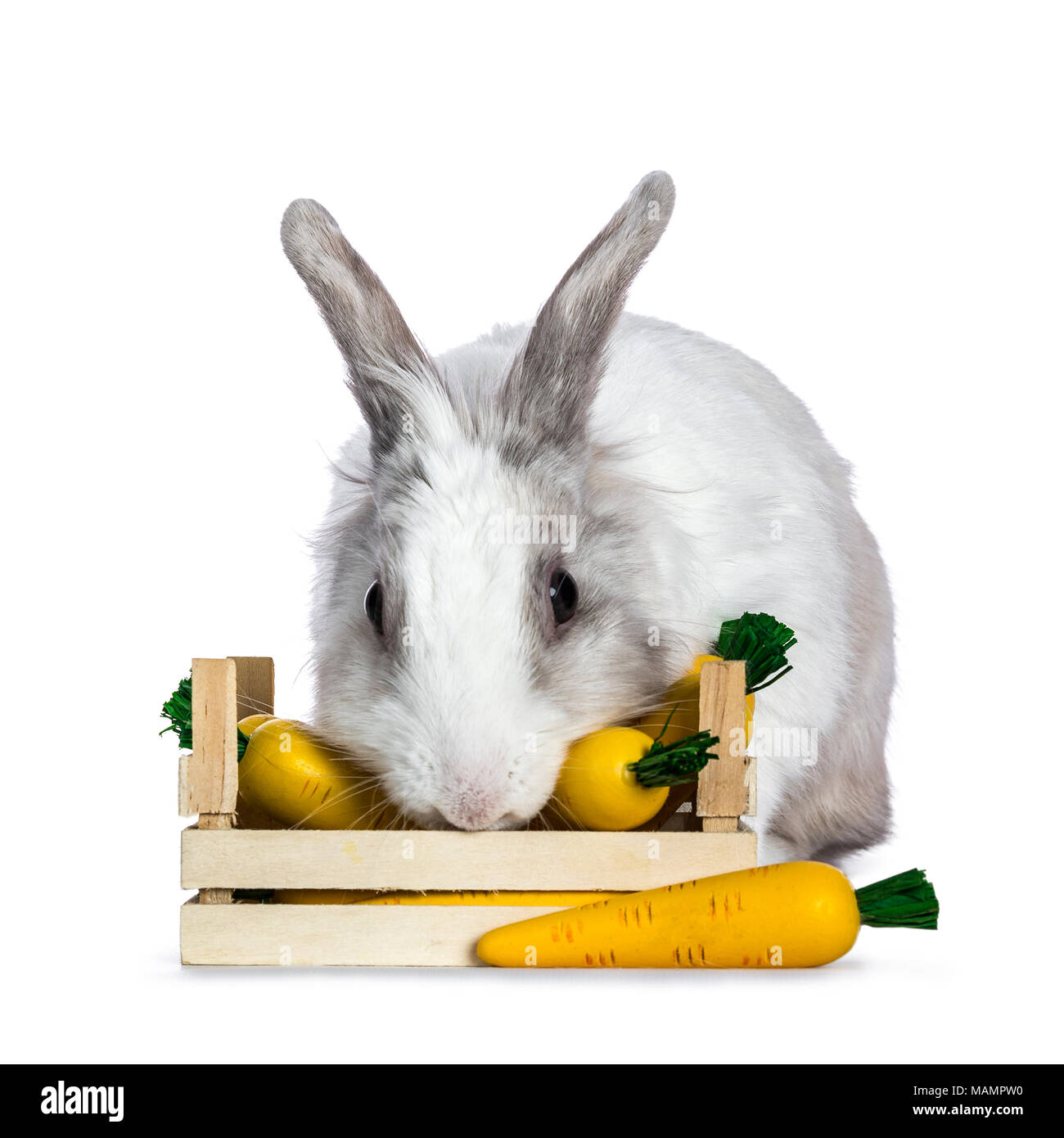 Animal eating carrots hi-res stock photography and images - Alamy Animal eating carrots hi-res stock photography and images - Alamy