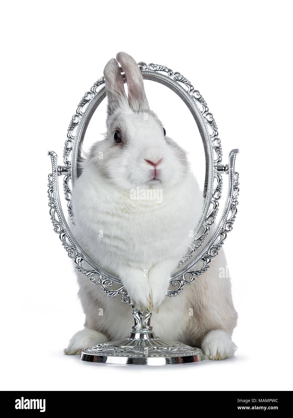 9 Bunny Breeds That Are Too Cute For Words Mnn Mother