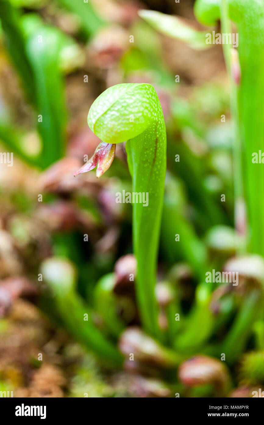 Adriana Chechik guruh jinsiy gif Turmush ortoqlar ortasidagi gozal tungi jinsiy aloqa