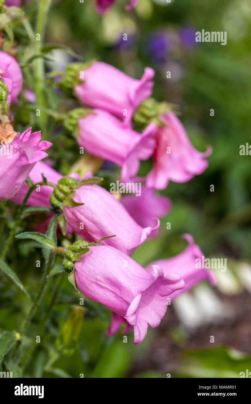Mariaklocka hires stock photography and images Alamy