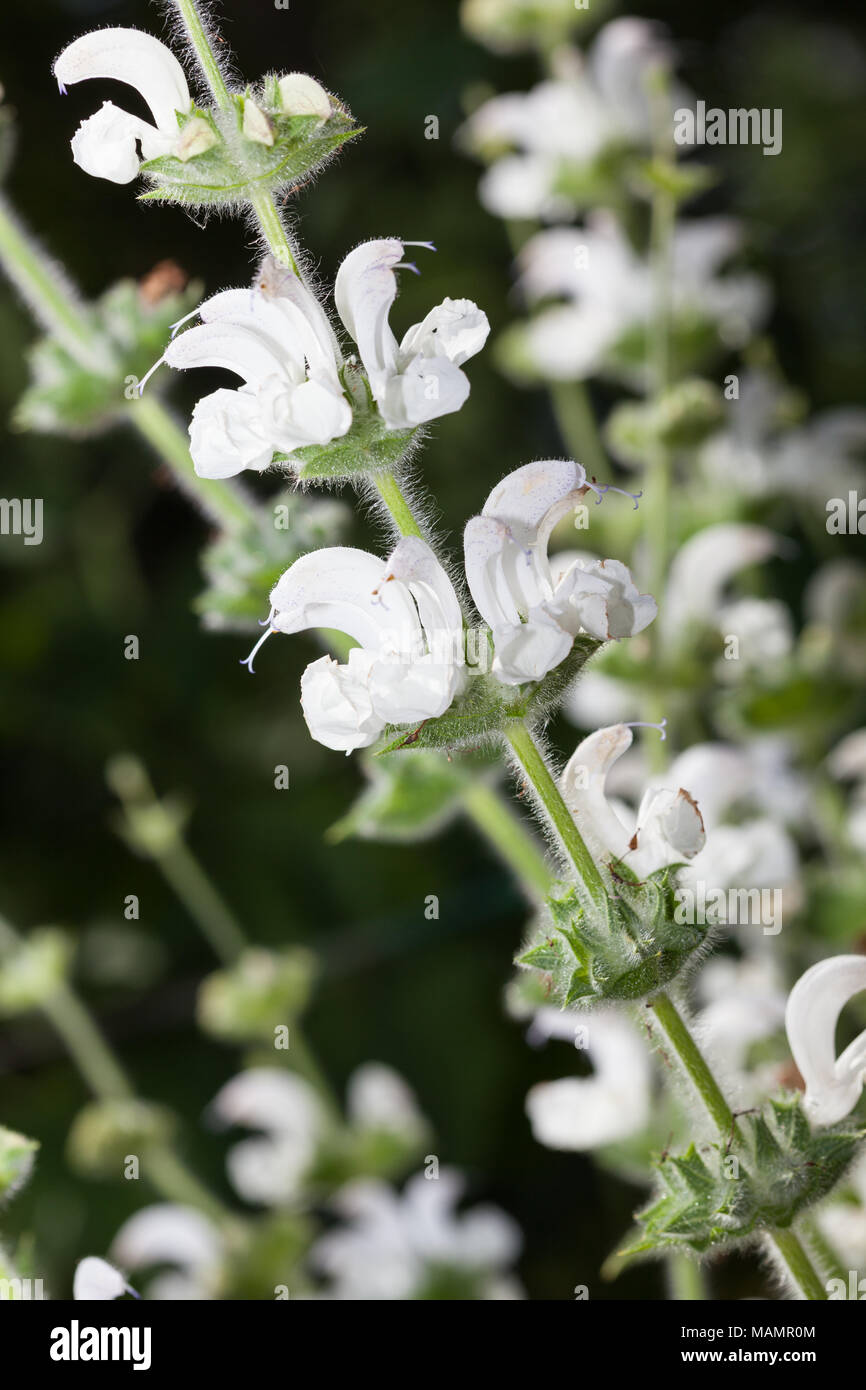 Silver Sage, Silversalvia (Salvia argentea) Stock Photo