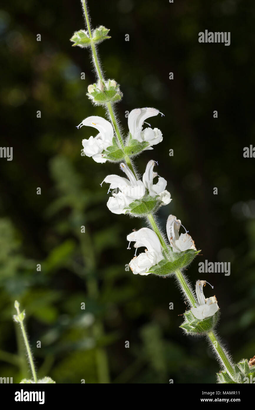 Silver Sage, Silversalvia (Salvia argentea) Stock Photo