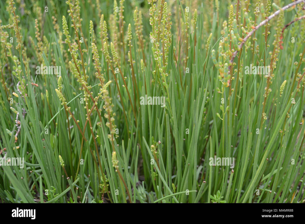 Arrow grass (Triglochin maritimum). Stock Photo