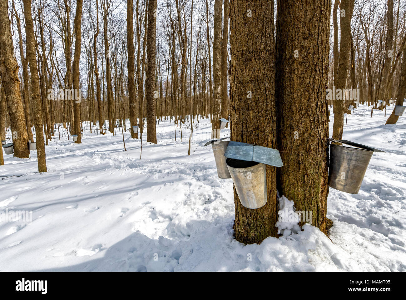 Maple sap buckets hi-res stock photography and images - Alamy