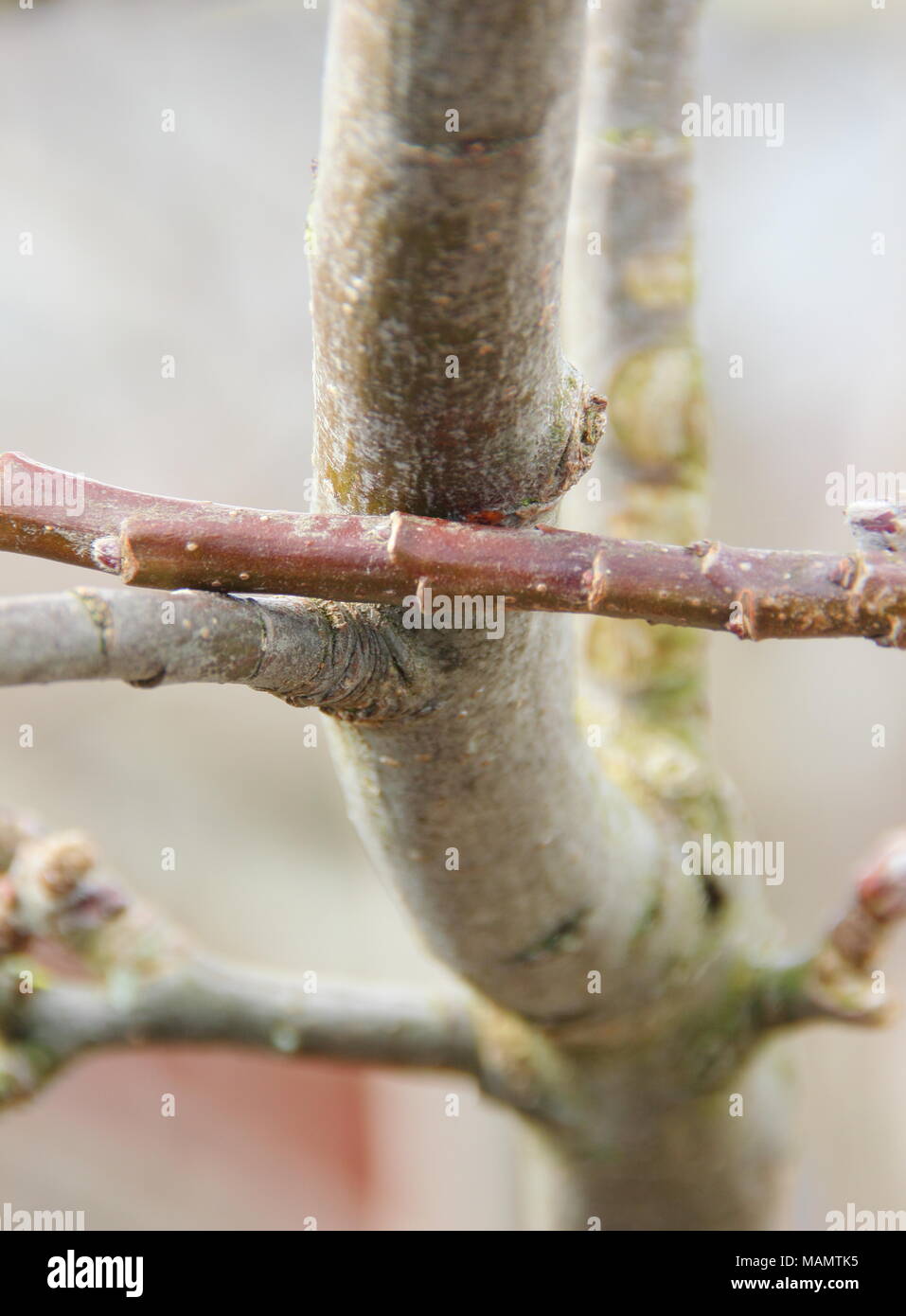 Malus. Rubbing branches of a mature apple tree prior to pruning, UK Stock Photo