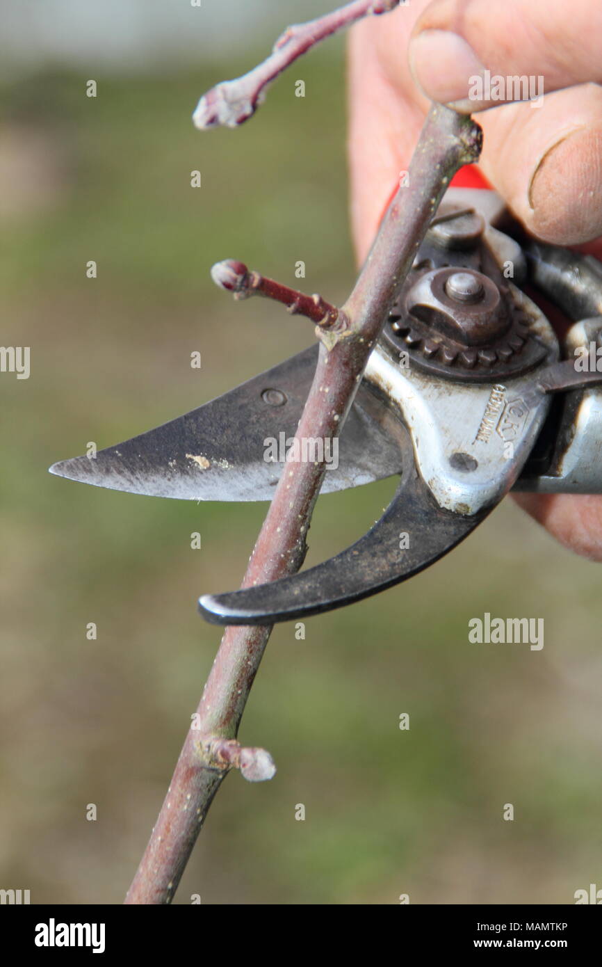 Pruning malus. Formative pruning of a two year old free standing apple tree with secateurs to create a balanced branch system, UK Stock Photo