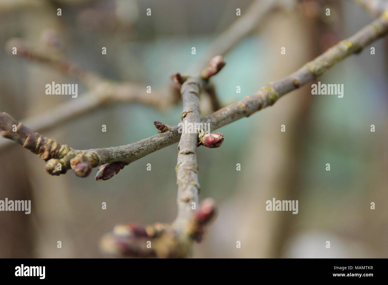 Malus. Rubbing branches of a mature apple tree prior to pruning, UK Stock Photo