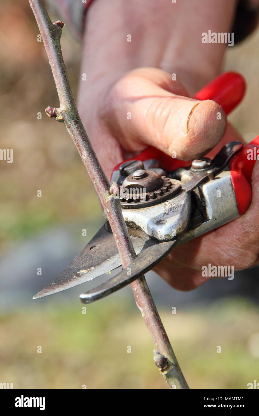 Pruning malus. Formative pruning of a two year old free standing apple tree with secateurs to create a balanced branch system, UK Stock Photo