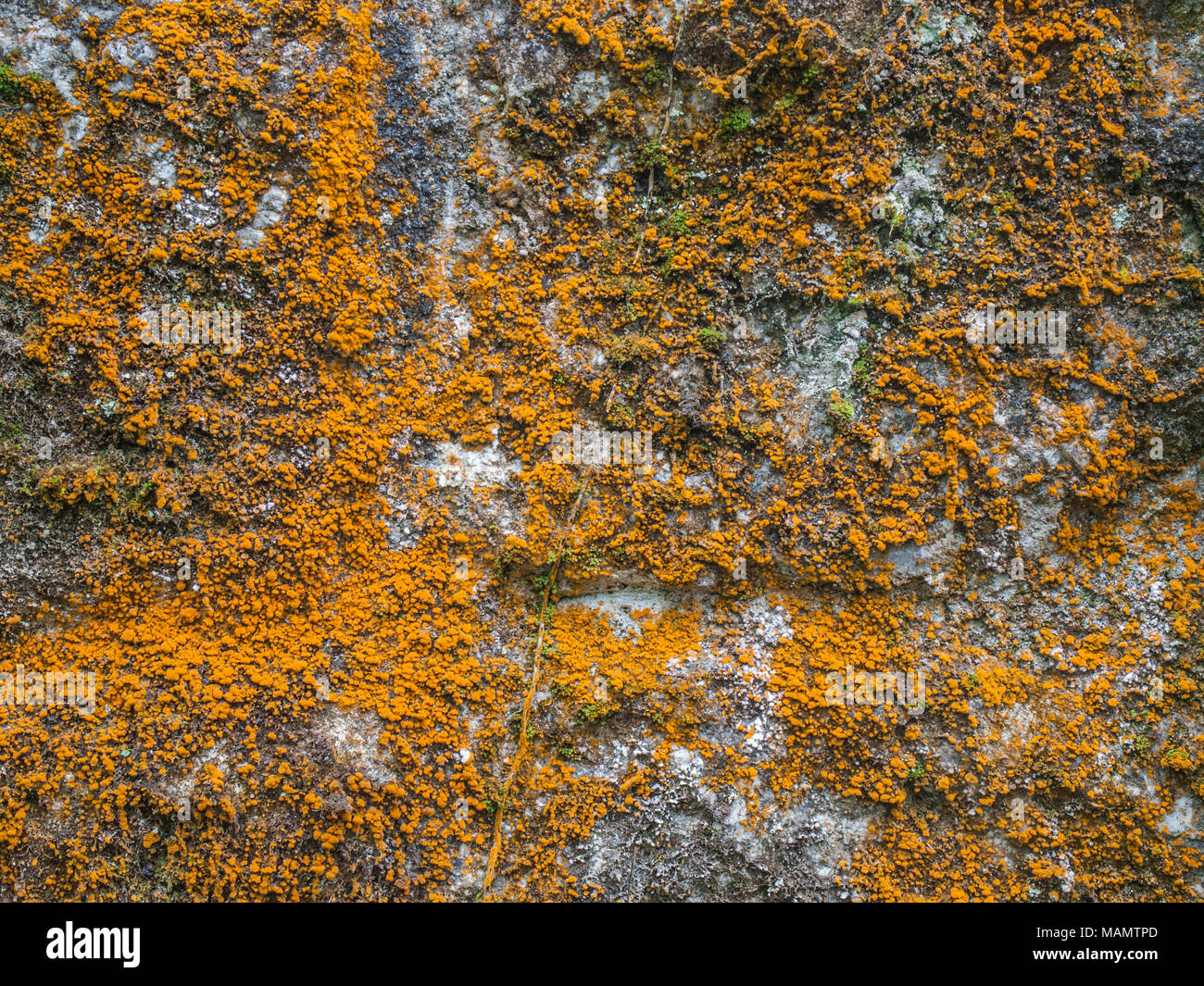 Moss growing on the stone wall. Background. Stock Photo