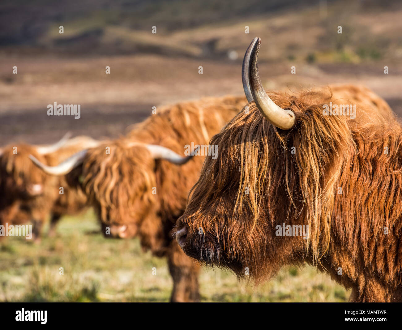 Highland cattle grazing in fields and enjoying the spring sunshine in the Scottish Highlands Stock Photo