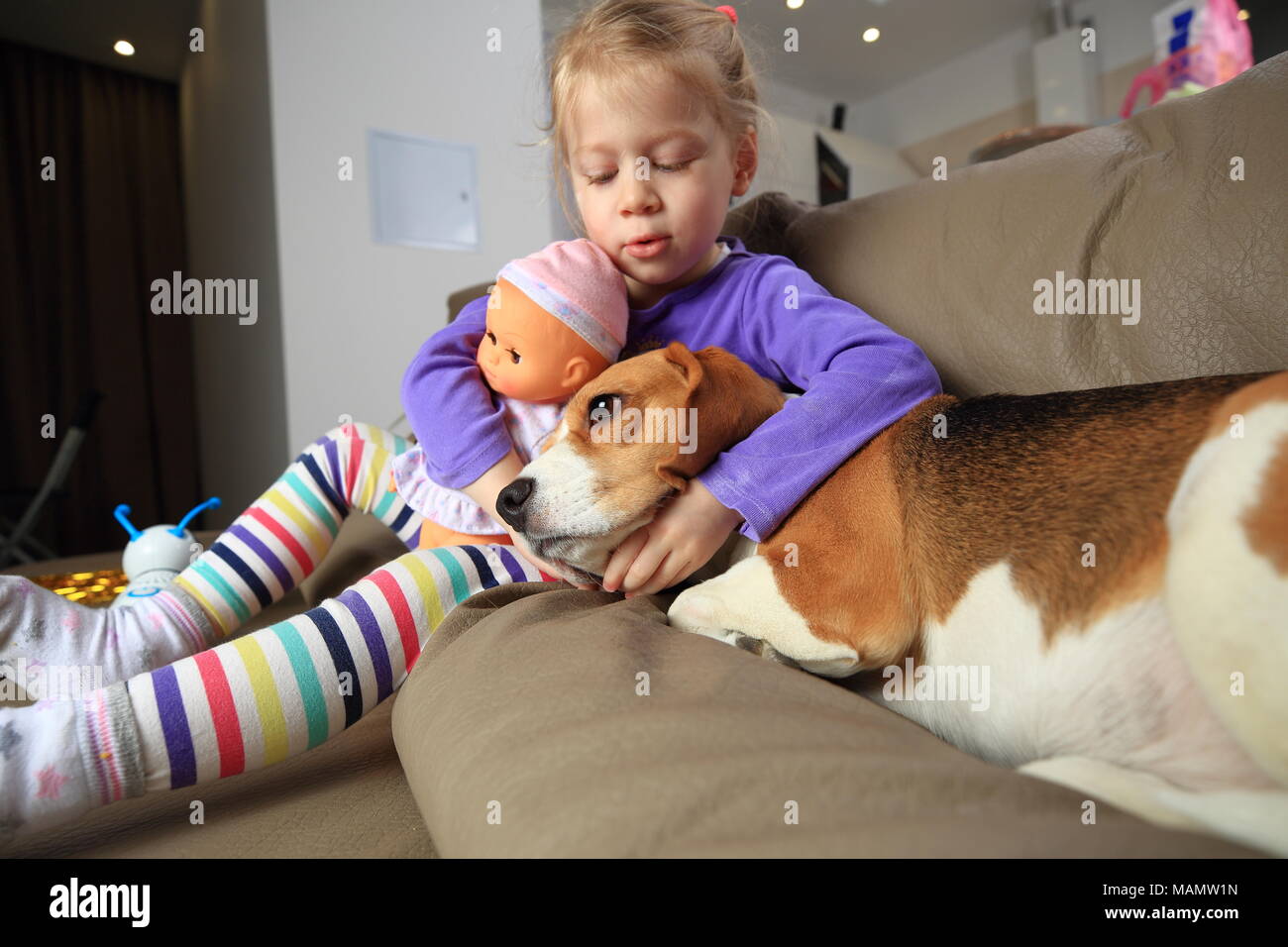 Girl and dog are best friends rest on sofa. Tired beagle dog and little owner after playing. Stock Photo
