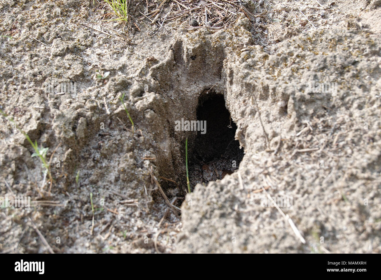Snake or rabbit hole in the ground of sandy loam Stock Photo