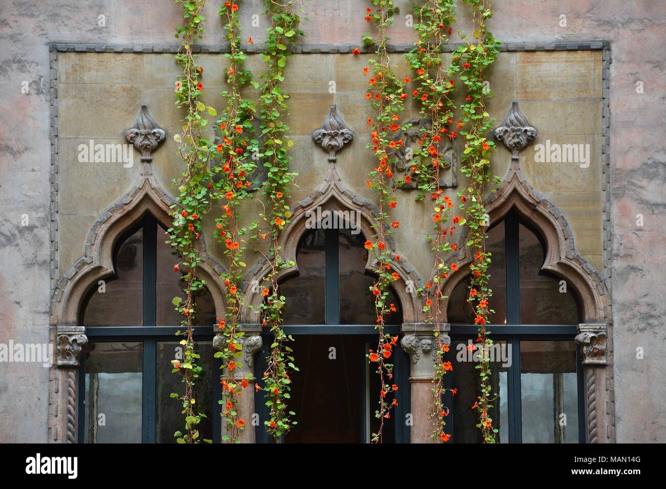 Hanging nasturtiums hires stock photography and images Alamy