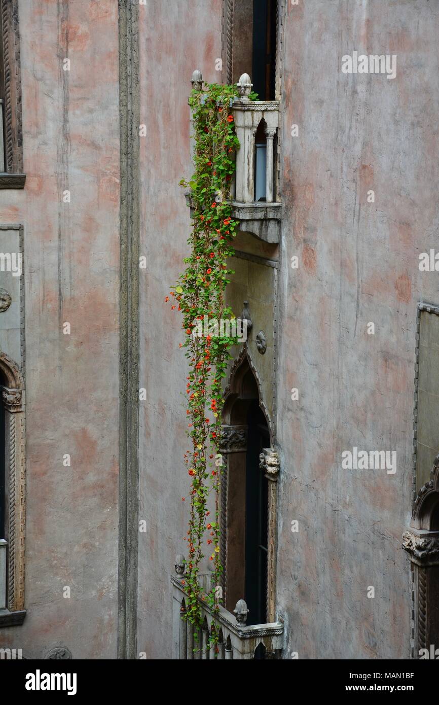 The Hanging Nasturtiums in the atrium of the Isabella Stewart Gardner
