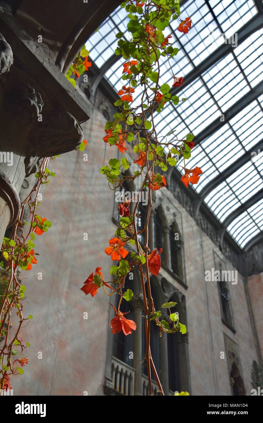 The Hanging Nasturtiums in the atrium of the Isabella Stewart Gardner