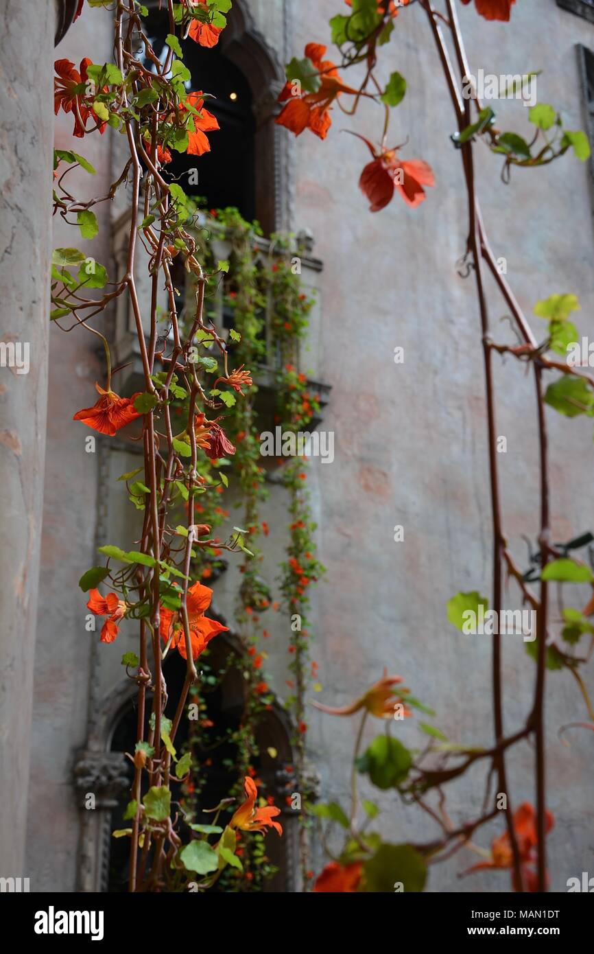 The Hanging Nasturtiums in the atrium of the Isabella Stewart Gardner
