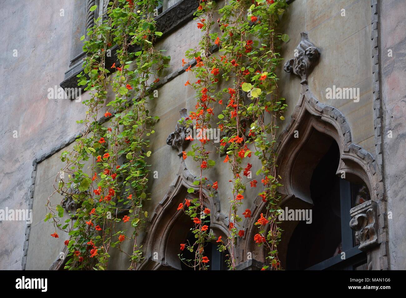 The Hanging Nasturtiums in the atrium of the Isabella Stewart Gardner