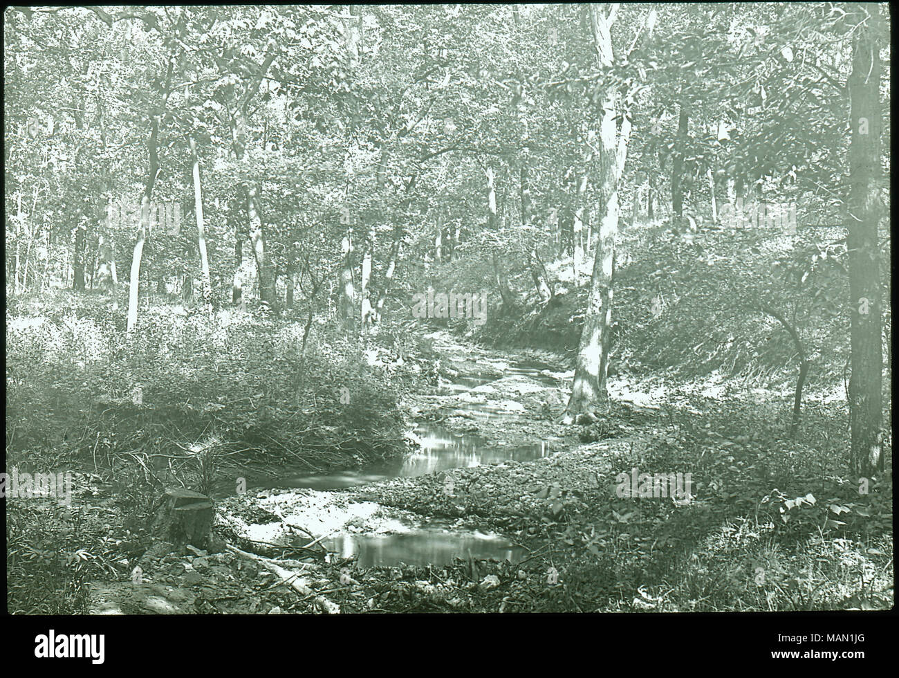 Title: Longview Woods near Webster Groves, MO, taken by members of the Camera Club of Webster.  . between circa 1885 and circa 1905. Camera Club of Webster Stock Photo